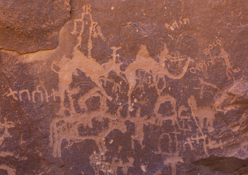 Petroglyphs on a rock depicting camels and cows, Najran Province, Thar, Saudi Arabia