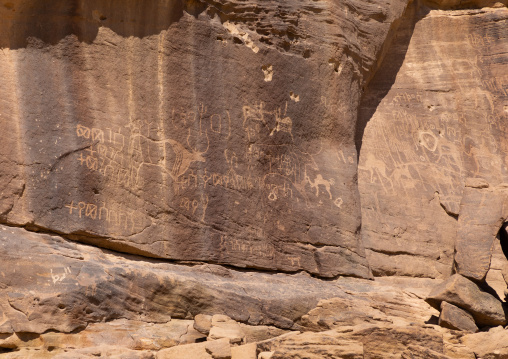 Petroglyphs on a rock depicting cows, Najran Province, Thar, Saudi Arabia