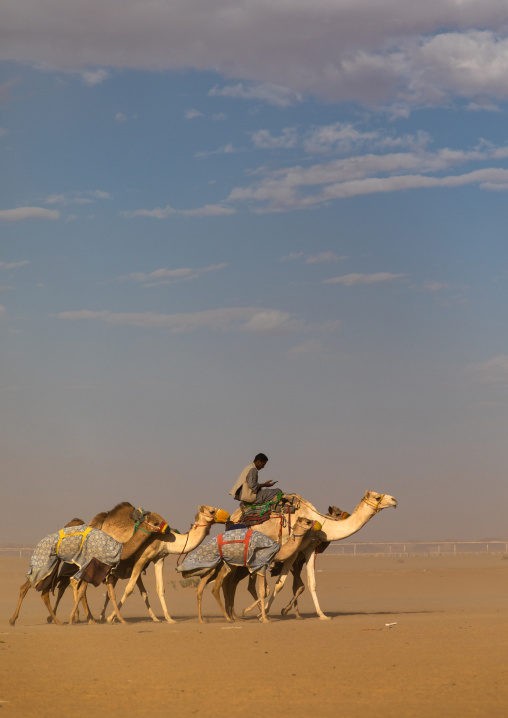 Training for camel racing in the Rub' al Khali empty quarter desert, Najran Province, Hubuna, Saudi Arabia