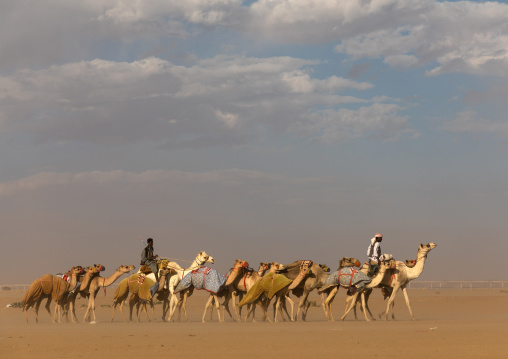 Training for camel racing in the Rub' al Khali empty quarter desert, Najran Province, Hubuna, Saudi Arabia