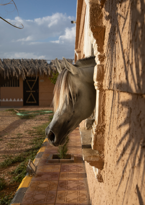 Arabian horse in Alhazm stud paddock, Najran Province, Khubash, Saudi Arabia