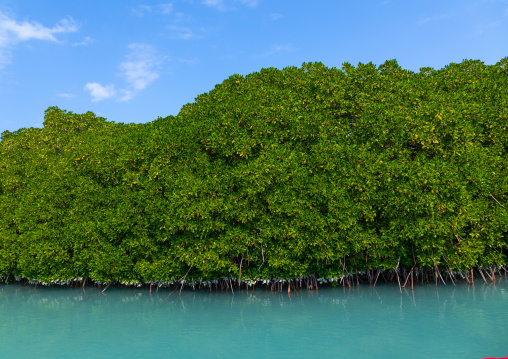 Mangrove in the red sea, Jazan Province, Farasan, Saudi Arabia