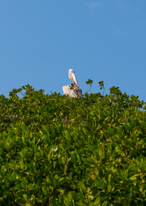 Pelican nest in the mangrove, Jazan Province, Farasan, Saudi Arabia