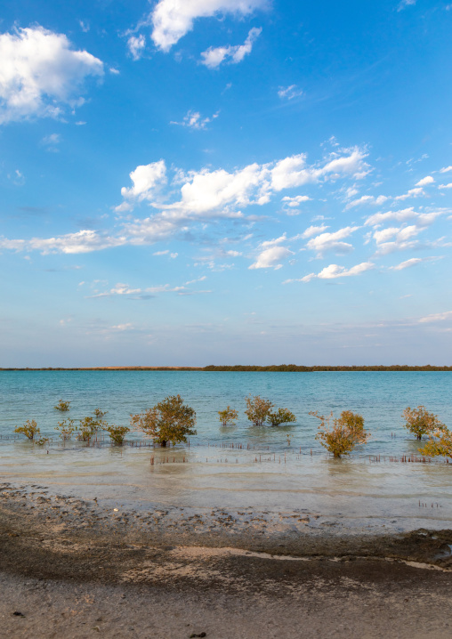 Empty beach with mangrove, Jazan Province, Farasan, Saudi Arabia