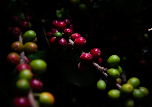 Coffee beans on plantation, Jizan Province, Faifa Mountains, Saudi Arabia