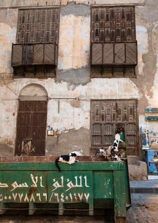 Cats in trashes in front of a house with wooden mashrabiya in al-Balad, Mecca province, Jeddah, Saudi Arabia