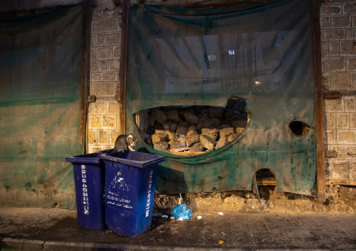 Cats in trashes in al-Balad, Mecca province, Jeddah, Saudi Arabia