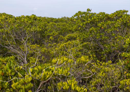 Mangrove landscape, Lamu County, Manda island, Kenya