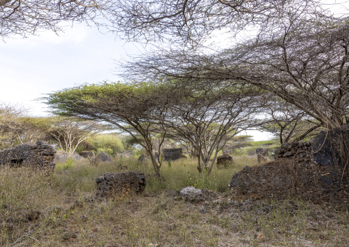 Takwa ruins wall in the middle of acacias, Lamu, Manda island, Kenya