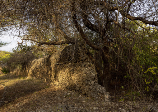 Takwa ruins wall in the middle of acacias, Lamu, Manda island, Kenya