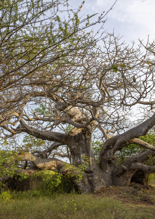 Baobab in Takwa islamic ruins, Lamu County, Manda island, Kenya