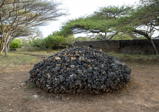 Takwa ruins wall in the middle of acacias, Lamu, Manda island, Kenya