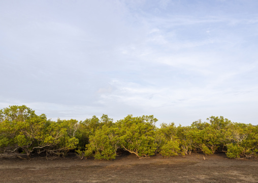 Mangrove landscape, Lamu County, Manda island, Kenya