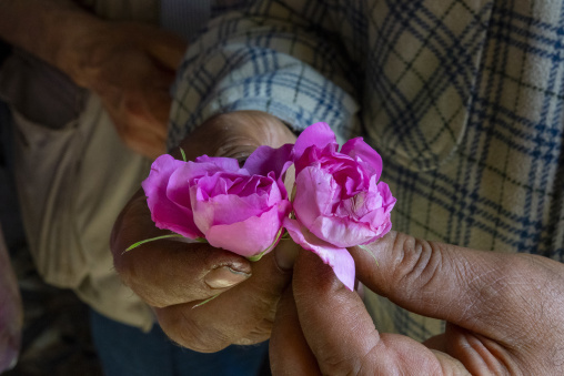 A pair of weathered hands holds two freshly picked pink roses close to the camera, North Governorate, Tripoli, Lebanon