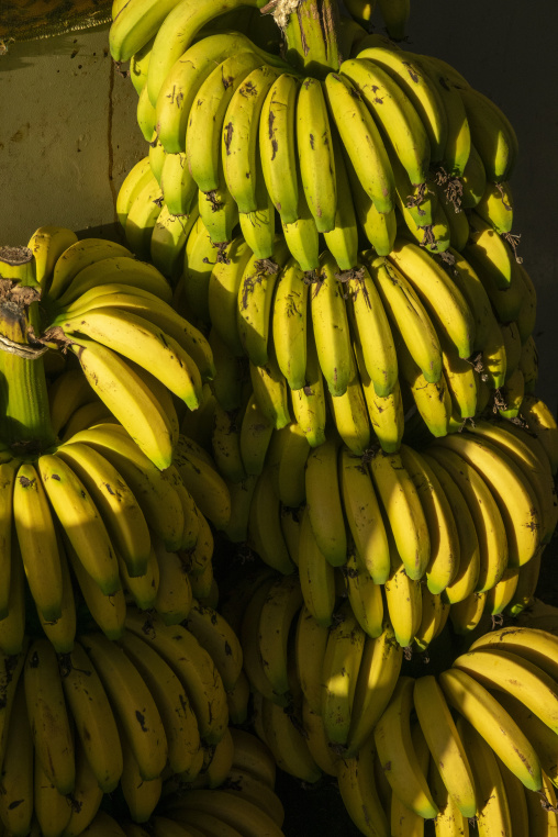 Large bunches of ripe bananas hang stacked together in warm sunlight, South Governorate, Tyre, Lebanon