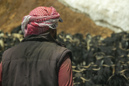 A shepherd wearing a traditional keffiyeh watches over his flock of black goats, North Governorate, Daher el Kadib, Lebanon