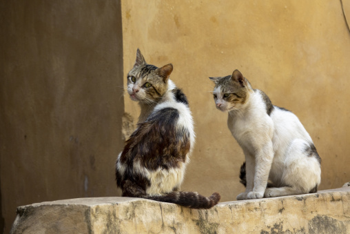 Two tabby and white cats sit side by side on a stone ledge, North Governorate, Tripoli, Lebanon
