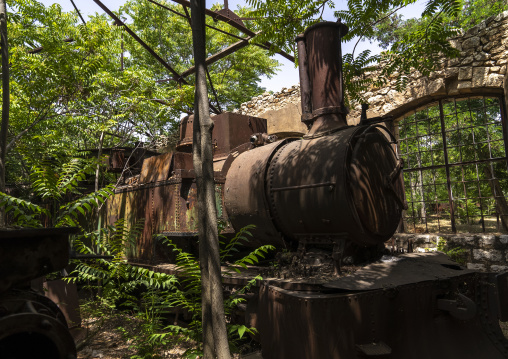 Old locomotive from Beirut–Damascus line covered by plants, Beqaa Governorate, Rayak, Lebanon