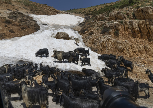Goats in the mountain with remaings of snow, North Governorate, Daher el Kadib, Lebanon