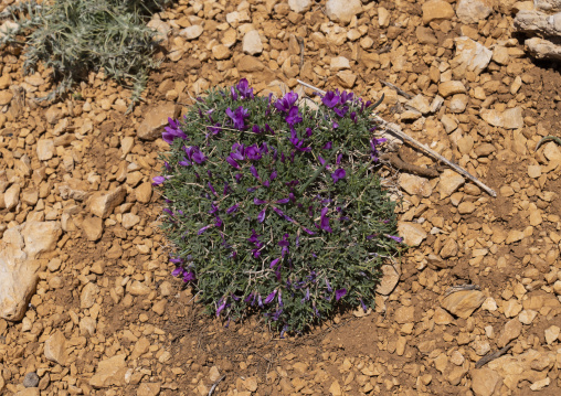 Purple flowers in the mountain, North Governorate, Daher el Kadib, Lebanon