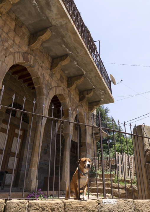 Dog in a traditional lebanese house, North Governorate, Hasroun, Lebanon