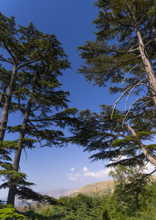 Tannourine Cedar Forest Nature Reserve, Governorate of North Lebanon, Tannourine, Lebanon