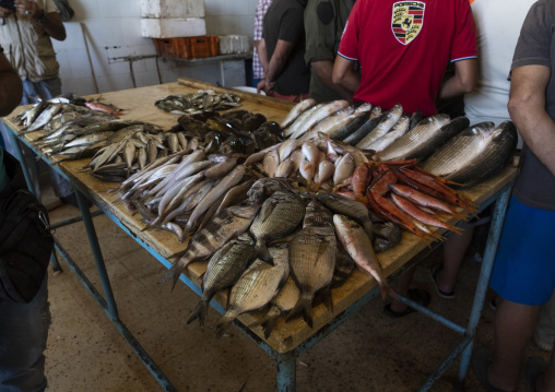 Fishes in the local fish market, North Governorate, Tripoli, Lebanon