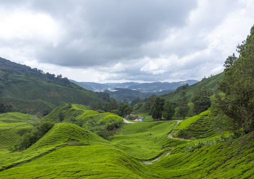 Tea plantations landscape, Pahang, Cameron Highlands, Malaysia