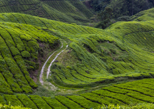 Tea plantations landscape, Pahang, Cameron Highlands, Malaysia