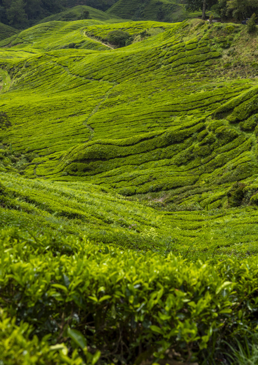 Tea plantations landscape, Pahang, Cameron Highlands, Malaysia