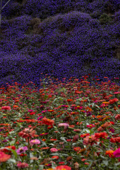 Blue and red flowers in Cameron Floral Park, Pahang, Cameron Highlands, Malaysia