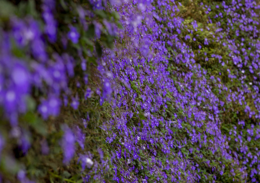 Cameron Floral Park, Pahang, Cameron Highlands, Malaysia