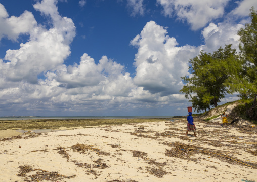 Woman coming back from collecting shells at low tide, Nampula Province, Island of Mozambique, Mozambique