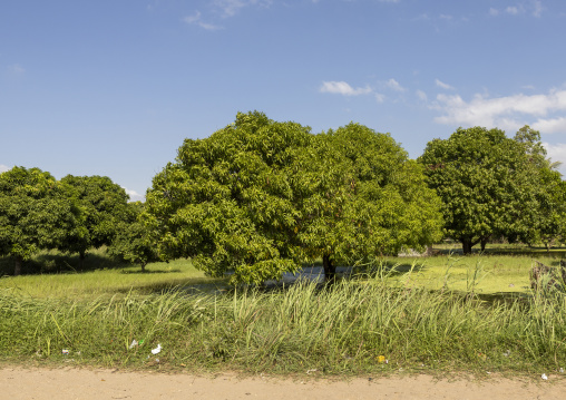 Mango trees in a flooded area, Inhambane Province, Inhambane, Mozambique