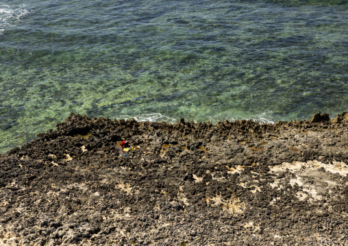 Man collecting shells in the rocks, Island of Mozambique, Goa island, Mozambique