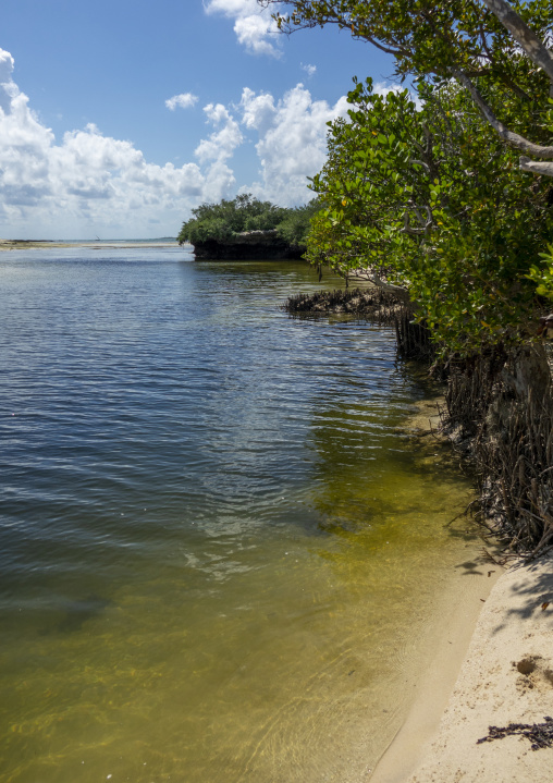 Mangrove, Nampula Province, Island of Mozambique, Mozambique