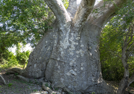 Huge baobab trunk, Inhambane Province, Vilankulo, Mozambique