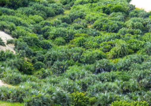 Vegetation on sand dune in Bazaruto national park, Bazaruto archipelago, Bazaruto island, Mozambique