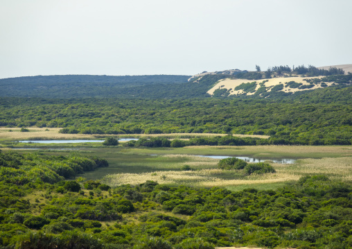 Vegetation on sand dune in Bazaruto national park, Bazaruto archipelago, Bazaruto island, Mozambique