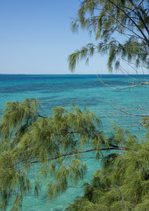 Vegetation in front of the sea, Bazaruto archipelago, Santa Carolina island, Mozambique
