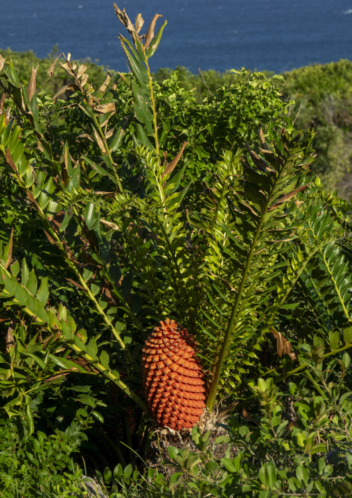 Encephalartos, Inhambane Province, Praia da Rocha, Mozambique