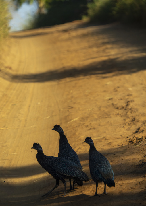 Crested guineafowls on a dirt road, Gaza Province, Chidenguele, Mozambique