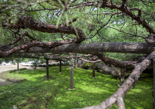 Garden of the former royal villa of Ri Song Gye choson dynasty, South Hamgyong, Hamhung, North Korea