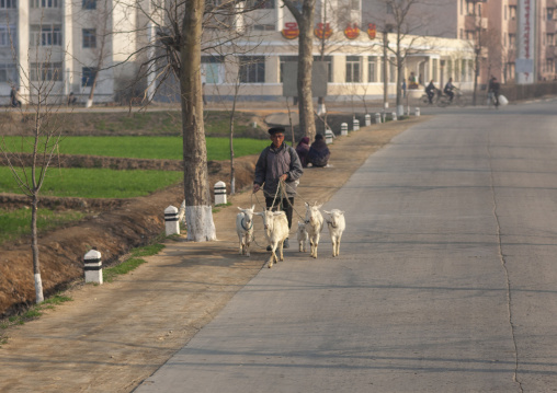 North Korean sheperd with goats in the suburb, Pyongan Province, Nampo, North Korea