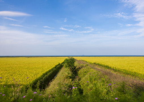 Field in the countryside, North Hamgyong, Chilbo Sea, North Korea