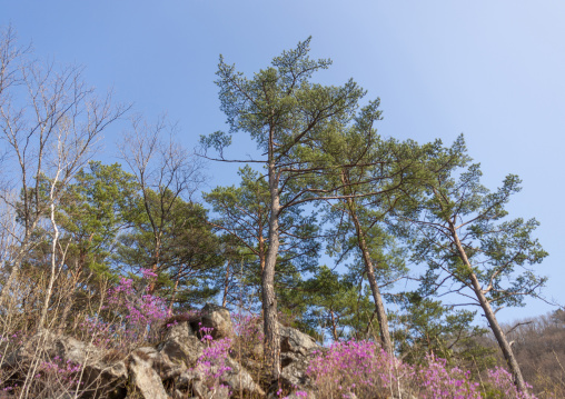 Pine trees forest and flowers in inner Chilbo hills, North Hamgyong, Chilbosan, North Korea