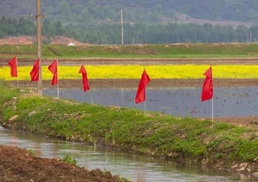 Red flags in a paddy field, South Pyongan, Nampo, North Korea