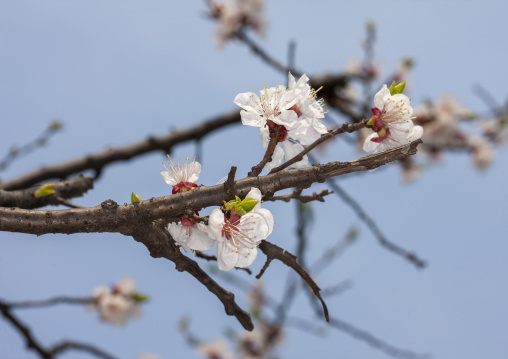 Cherry blossoms flowers against the sky, DGC, Pyongyang, North Korea