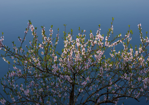 Cherry blossoms flowers against the sky, Kangwon Province, Wonsan, North Korea