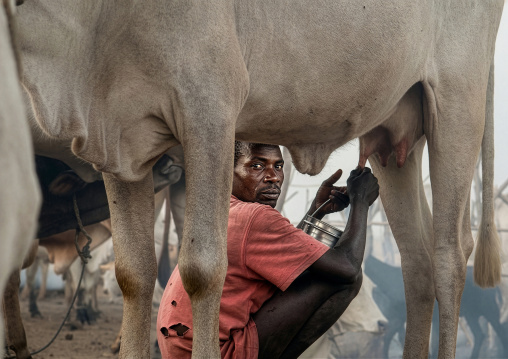 Mundari tribe man milking his cow, Central Equatoria, Terekeka, South Sudan